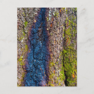 Postal Corteza de árbol con franja azul audaz y musgo