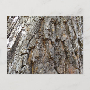 Postal Corteza de árbol IV Naturaleza abstracta