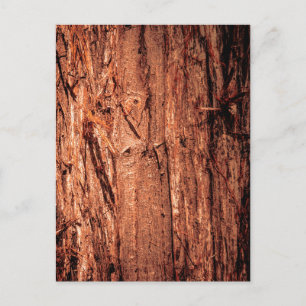 Postal Corteza de árbol marrón rojizo con textura profund