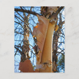Postal Corteza de desprendimiento de árboles de aves