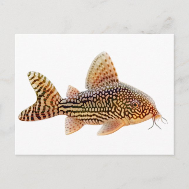 Postal Corydoras Sterbai (Anverso)