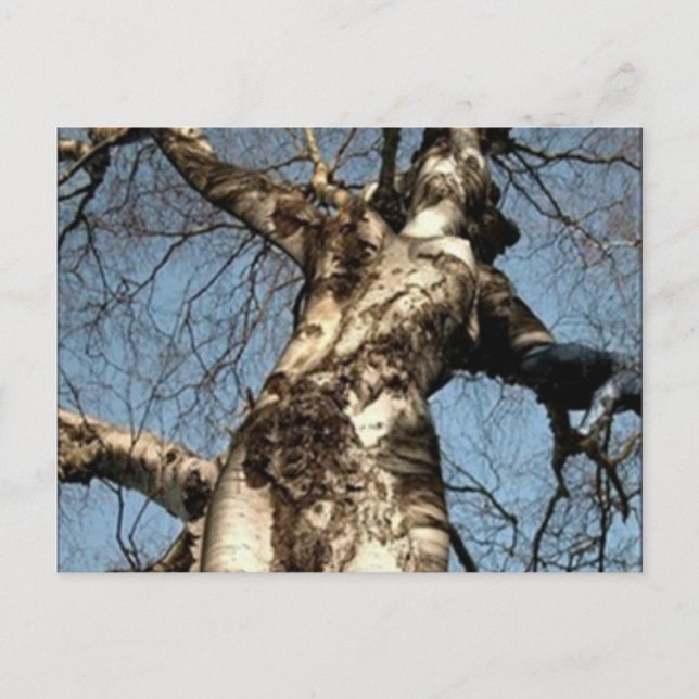 Postal Cosas raras (Anverso)