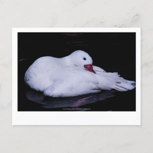 Postal Coscoroba Swan P3442
