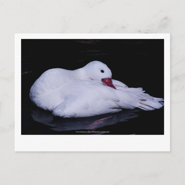 Postal Coscoroba Swan P3442 (Anverso)