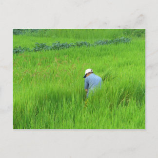 Postal Cosecha de arroz en Waegwan, Sudáfrica