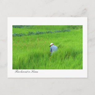 Postal Cosecha de arroz en Waegwan, Sudáfrica