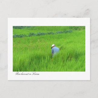 Postal Cosecha de arroz en Waegwan, Sudáfrica