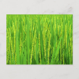 Postal Cosecha de arroz, Waegwan, Southkorea