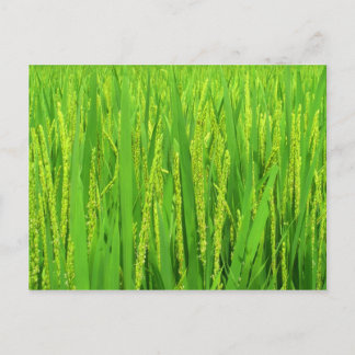 Postal Cosecha de arroz, Waegwan, Southkorea