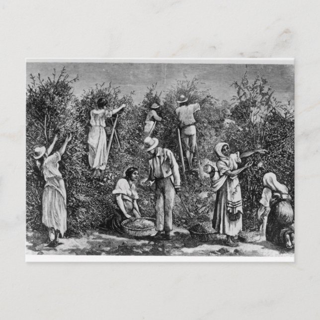 Postal Cosecha de café (Anverso)