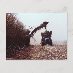 Postal Cosecha de caña de azúcar