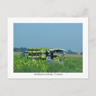 Postal Cosecha de girasoles, Croacia 2008