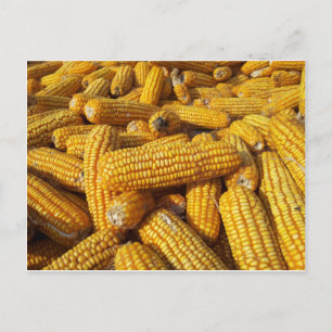 Postal Cosecha de maíz