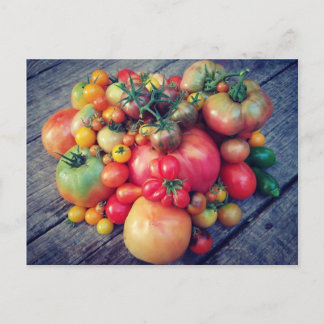 Postal Cosecha de tomate