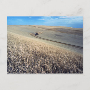 Postal Cosecha de trigo en campo