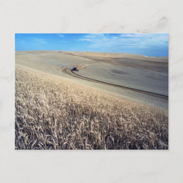 Postal Cosecha de trigo en campo (Anverso)