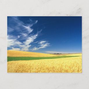 Postal Cosecha de trigo en Palouse en el este