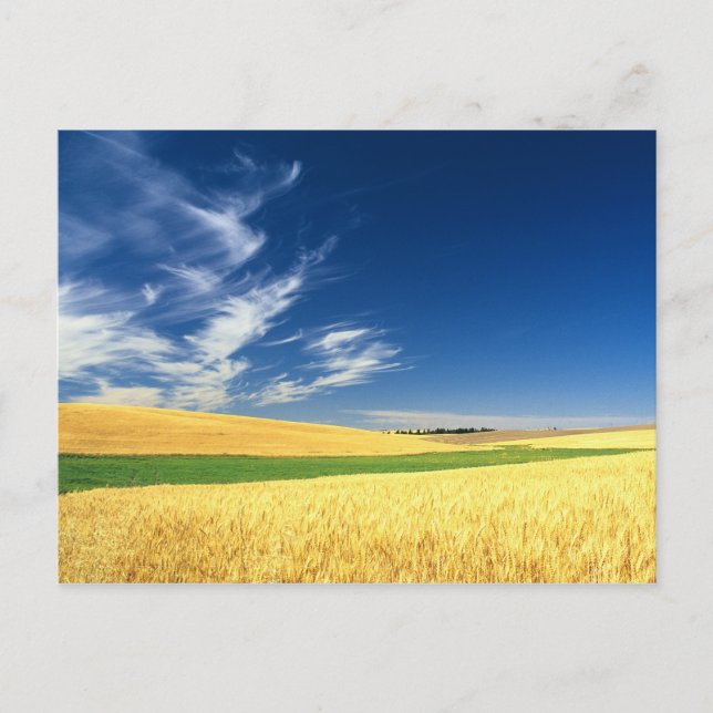 Postal Cosecha de trigo en Palouse en el este (Anverso)