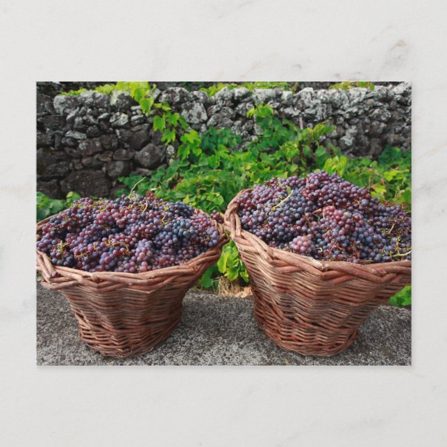 Postal Cosecha de uva (Anverso)