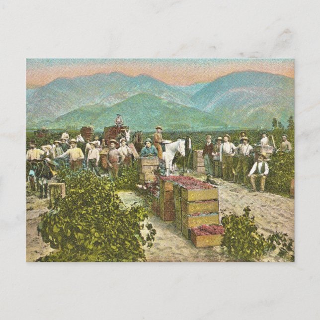 Postal Cosecha de Uva Vintage (Anverso)