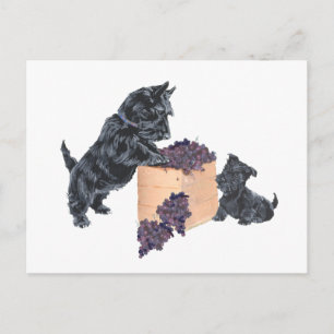 Postal Cosecha de Uvas de Terriers Escoceses