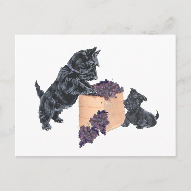 Postal Cosecha de Uvas de Terriers Escoceses (Anverso)