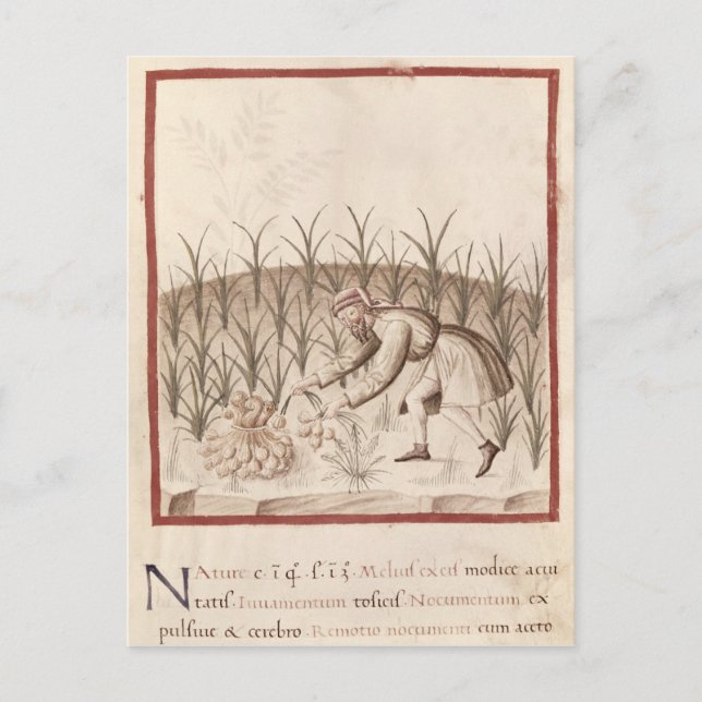 Postal Cosechando ajo (Anverso)