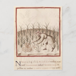 Postal Cosechando ajo