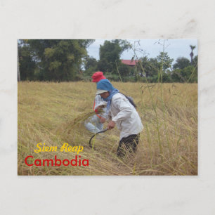 Postal Cosechando arroz en los campos fuera de Siem Reap