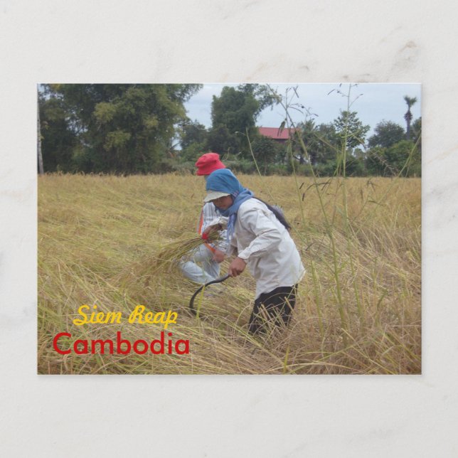 Postal Cosechando arroz en los campos fuera de Siem Reap (Anverso)