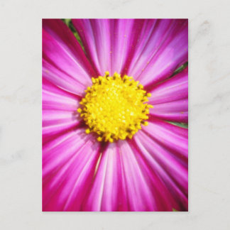 Postal Cosmo rosa brillante