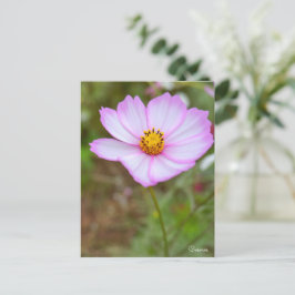 Postal Cosmos ポストカード