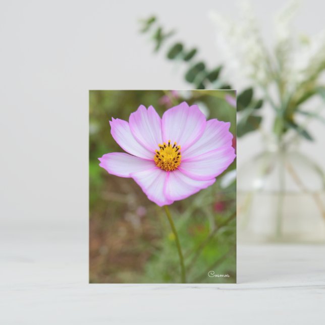 Postal Cosmos ポストカード (Anverso de pie)