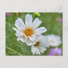 Postal Cosmos ポストカード