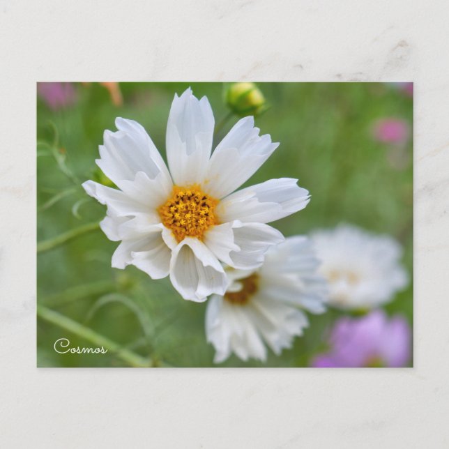 Postal Cosmos ポストカード (Anverso)