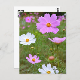 Postal Cosmos ポストカード