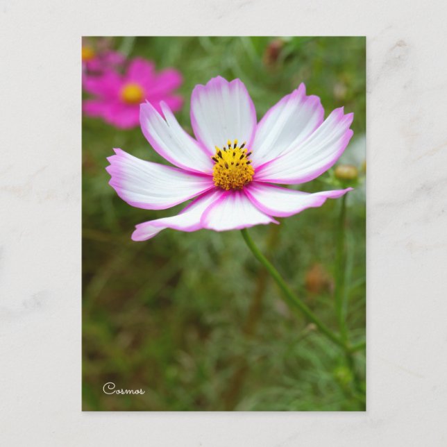 Postal Cosmos ポストカード (Anverso)