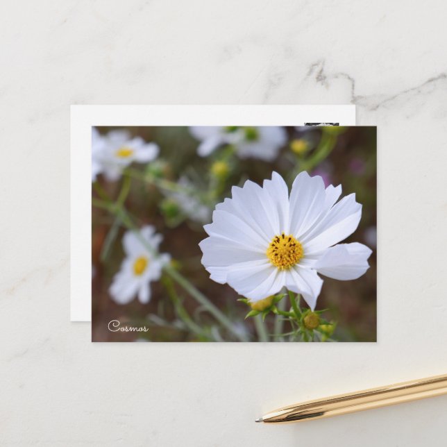 Postal Cosmos ポストカード (Anverso/Reverso In Situ)