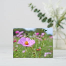 Postal Cosmos ポストカード