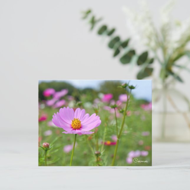 Postal Cosmos ポストカード (Anverso de pie)