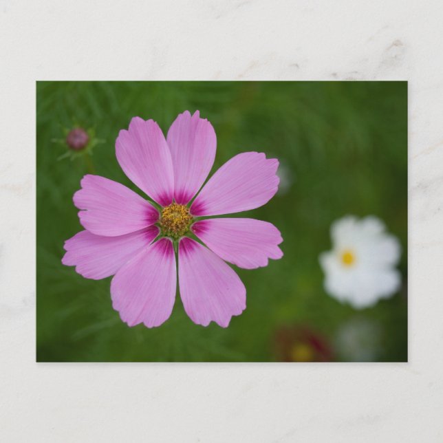 Postal Cosmos bipinnatus rosa (Anverso)