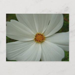 Postal Cosmos Blanco Flor Silvestre de Verano