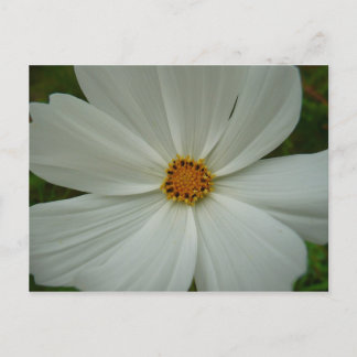 Postal Cosmos Blanco Flor Silvestre de Verano