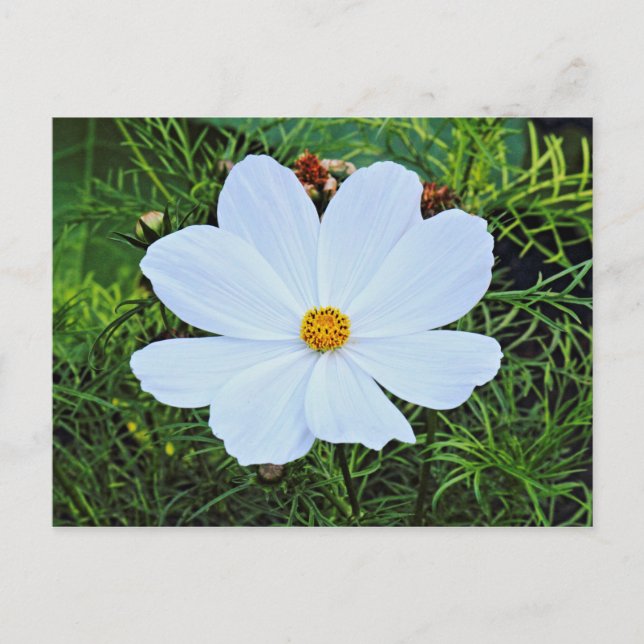 Postal Cosmos blancos (Anverso)