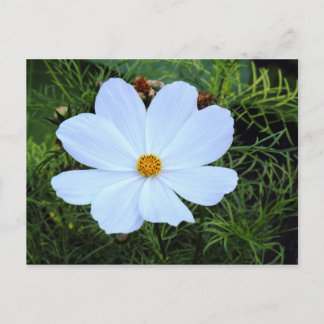 Postal Cosmos blancos
