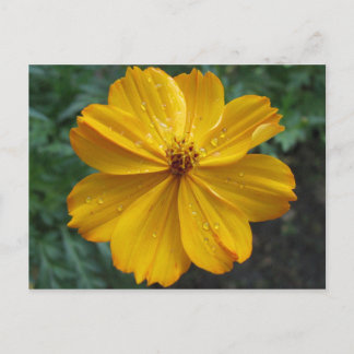 Postal Cosmos dorados