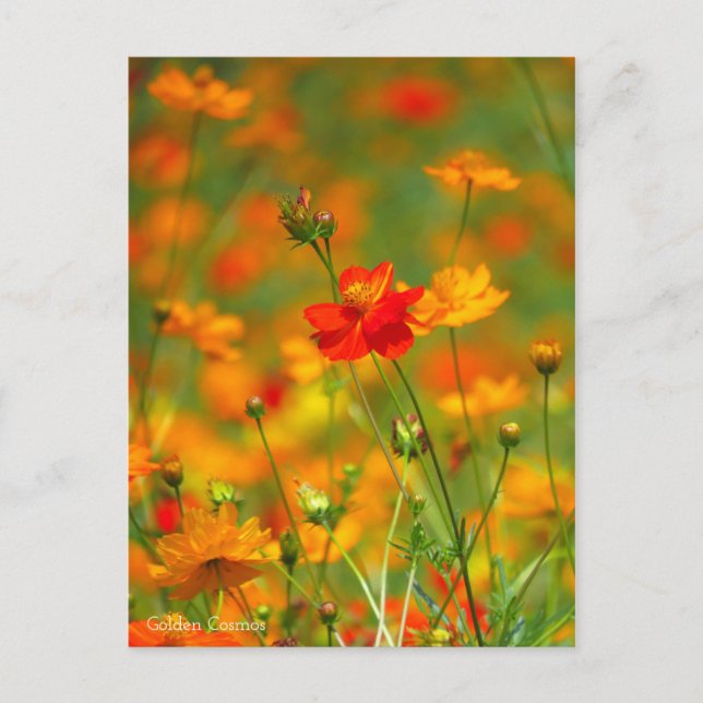 Postal Cosmos dorados [postal] (Anverso)