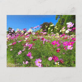 Postal Cosmos Field [Postcard]