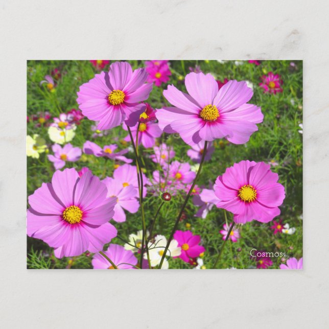 Postal Cosmos [postal] (Anverso)