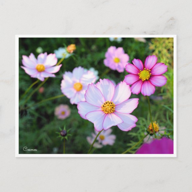 Postal Cosmos [postal] (Anverso)